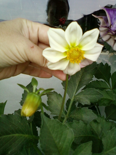 dalie pitica alba - septembrie 2012