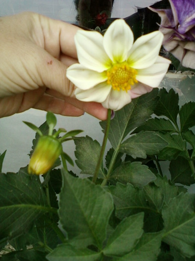 7-8 septembrie 2012-flori 068 - septembrie 2012