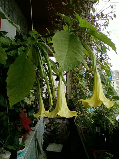 brugmansia galbena-norela :) - septembrie 2012