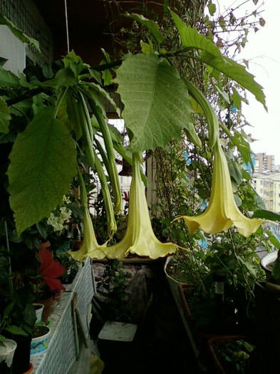 7-8 septembrie 2012-flori 099 - septembrie 2012