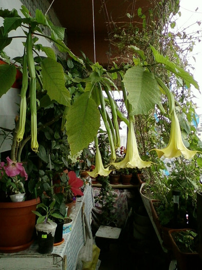 7-8 septembrie 2012-flori 101 7-8 septembrie 2012-flori 101