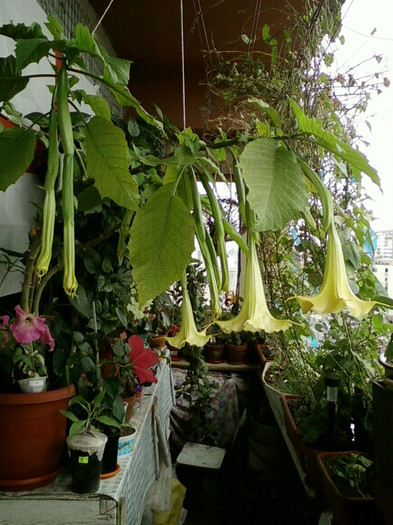 brugmansia galbena-norela :) brugmansia galbena-norela :)