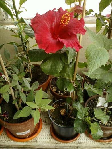 hibi  de la mama hibi  de la mama