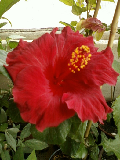 7-8 septembrie 2012-flori 106 7-8 septembrie 2012-flori 106