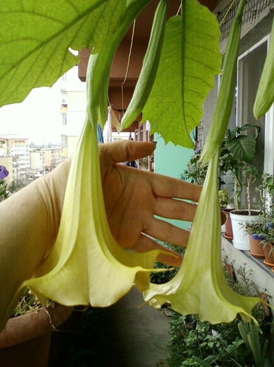 brugmansia galbena-norela :) brugmansia galbena-norela :)