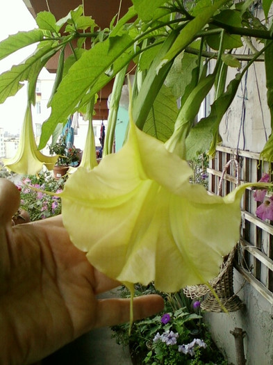 7-8 septembrie 2012-flori 115 7-8 septembrie 2012-flori 115