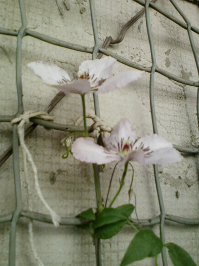 clematis roz-dr ruppel clematis roz-dr ruppel