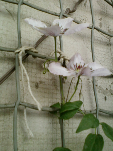 7-8 septembrie 2012-flori 114 7-8 septembrie 2012-flori 114