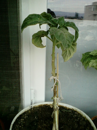 7-8 septembrie 2012-flori 116