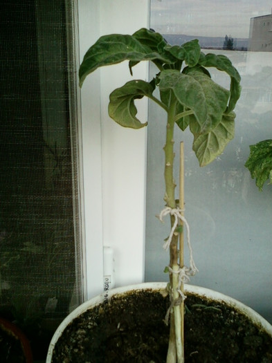 7-8 septembrie 2012-flori 119