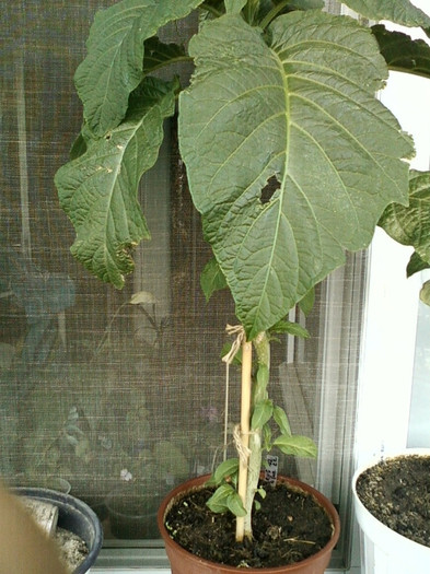 7-8 septembrie 2012-flori 117