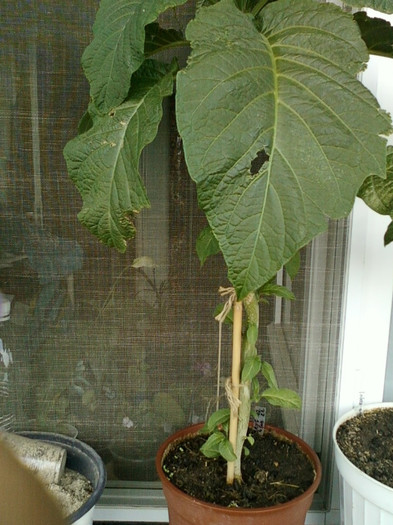 7-8 septembrie 2012-flori 121