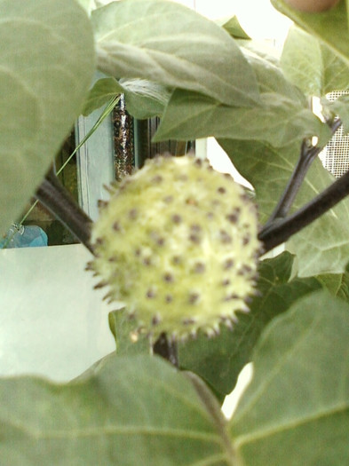 7-8 septembrie 2012-flori 122