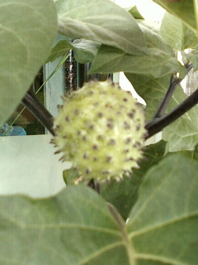 fruct-datura mov, balerina tutu