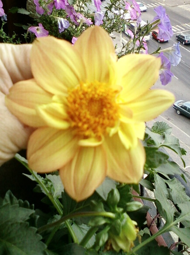 7-8 septembrie 2012-flori 123