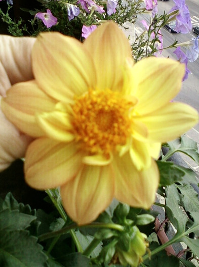 dalie pitica portocalie