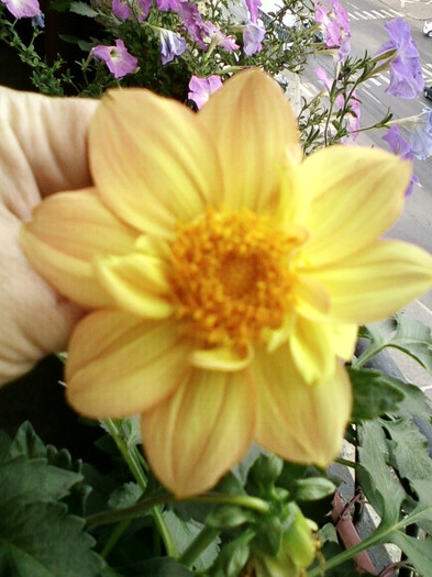 7-8 septembrie 2012-flori 126