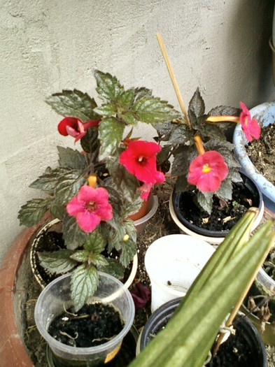 7-8 septembrie 2012-flori 130