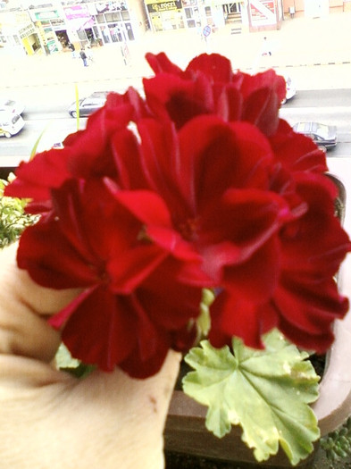 7-8 septembrie 2012-flori 131