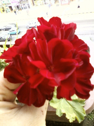 muscata grena dela mama...