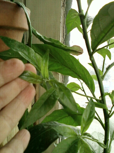 7-8 septembrie 2012-flori 143