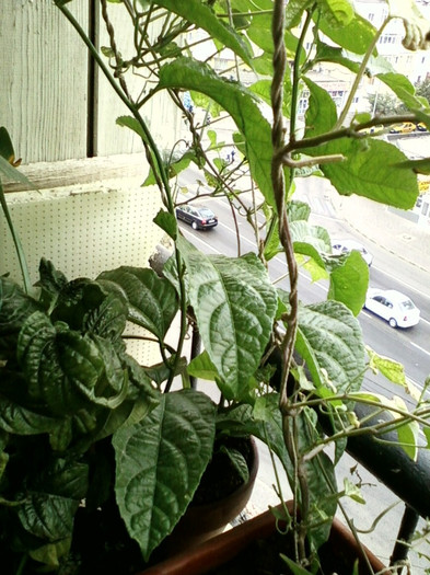 7-8 septembrie 2012-flori 136