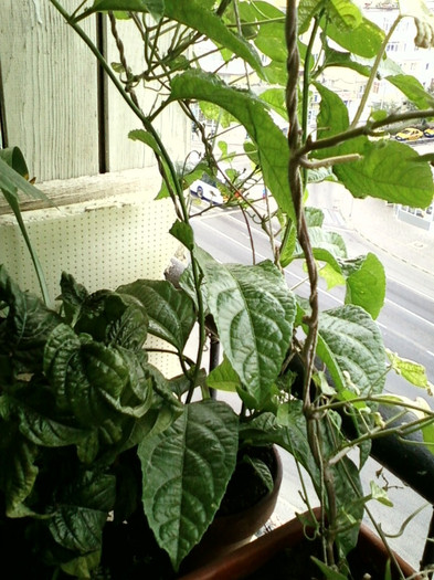 7-8 septembrie 2012-flori 138