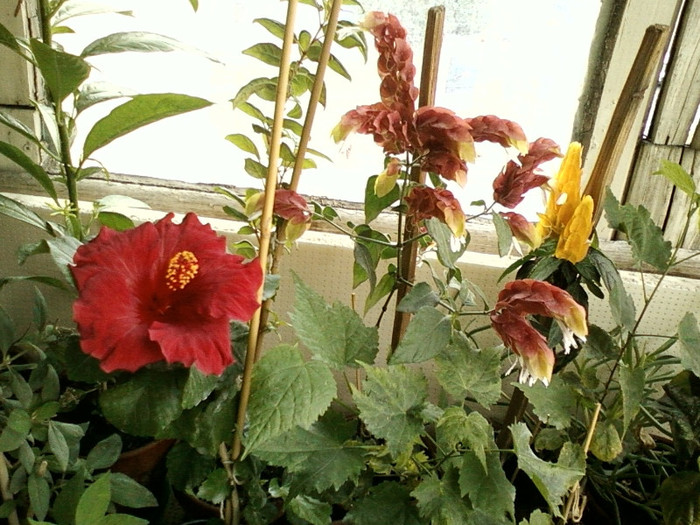 7-8 septembrie 2012-flori 141 7-8 septembrie 2012-flori 141