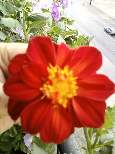 7-8 septembrie 2012-flori 142 7-8 septembrie 2012-flori 142