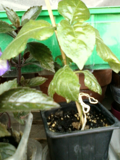 ruelia graecizans ruelia graecizans