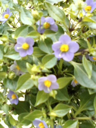 exacum-violeta albastra - septembrie 2012