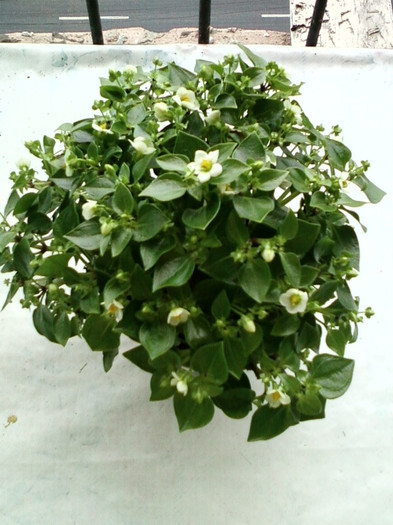 7-8 septembrie 2012-flori 157 7-8 septembrie 2012-flori 157