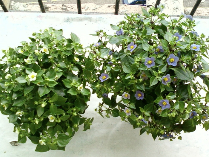 exacum-violete exacum-violete