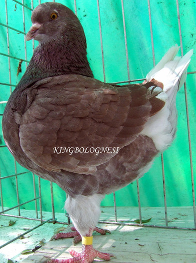 431-2012 M.jpg 1; mascul
