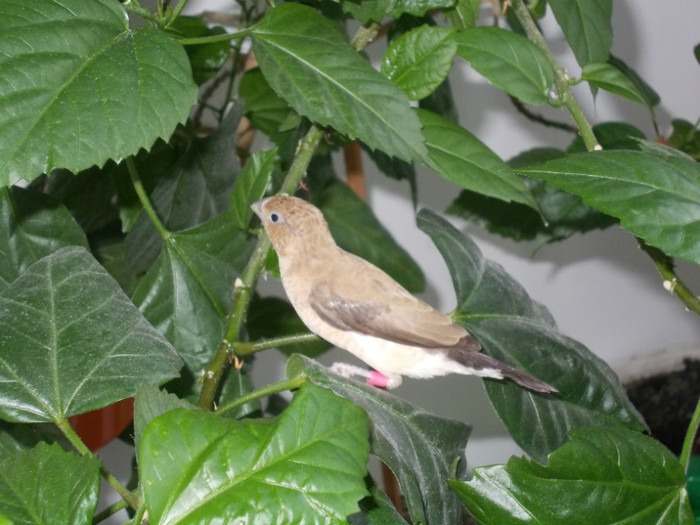 African Silverbill; Pescarus cu cioc de argint
