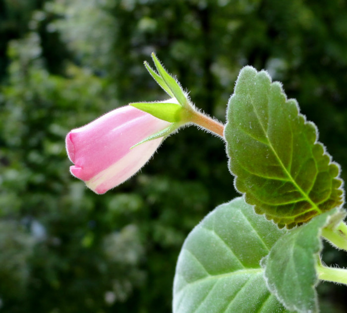 Gloxinia slipper