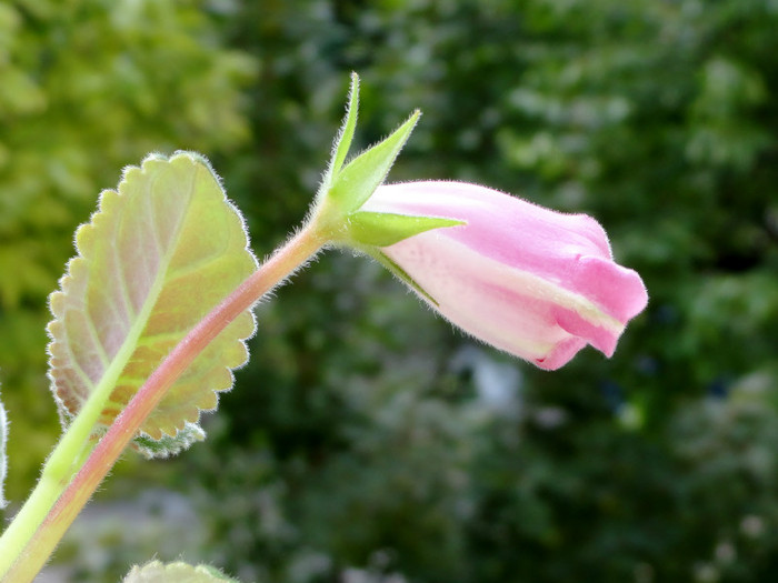  - Alte gesneriaceae