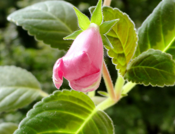  - Alte gesneriaceae