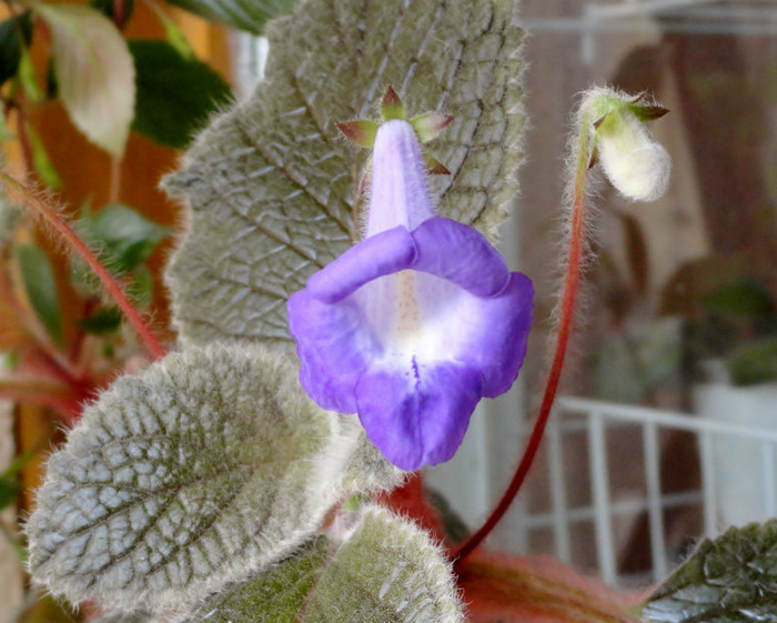 Eucodonia Adele - Alte gesneriaceae