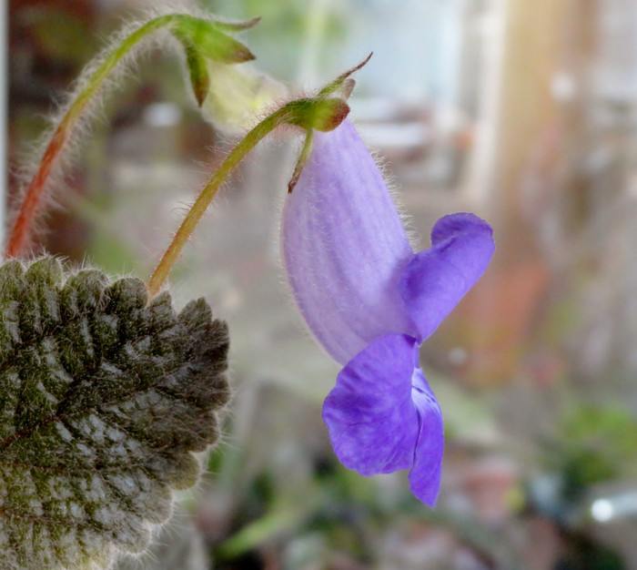  - Alte gesneriaceae