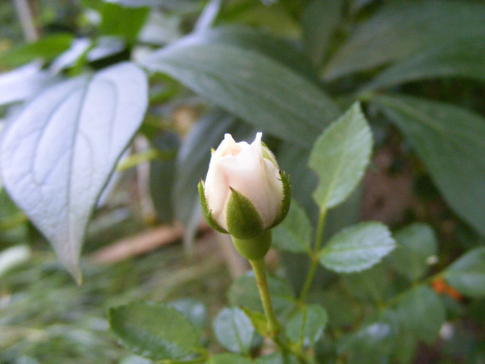 Whitw Fairy