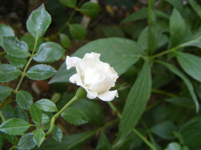 White Fairy