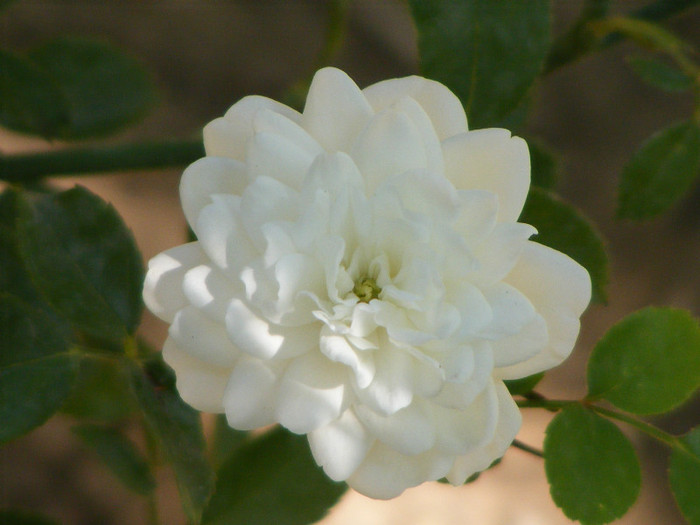 White Fairy
