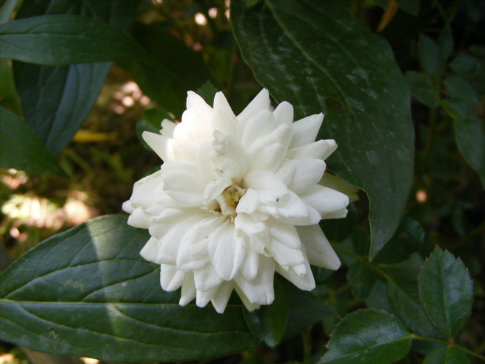 White Fairy