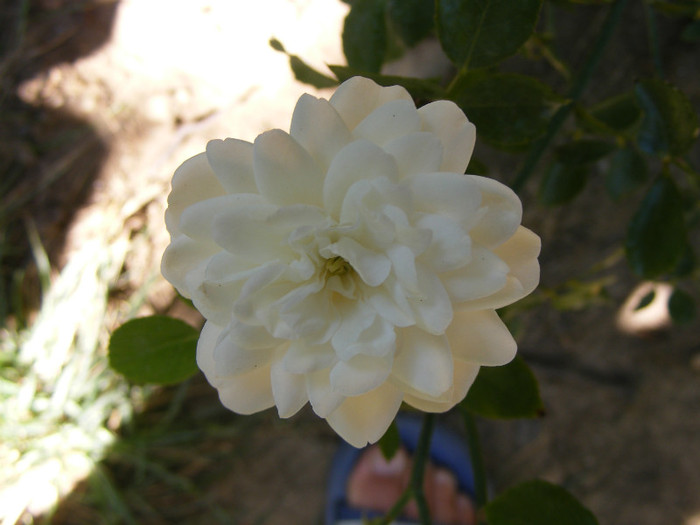 White Fairy