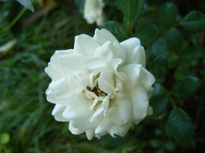 White Fairy