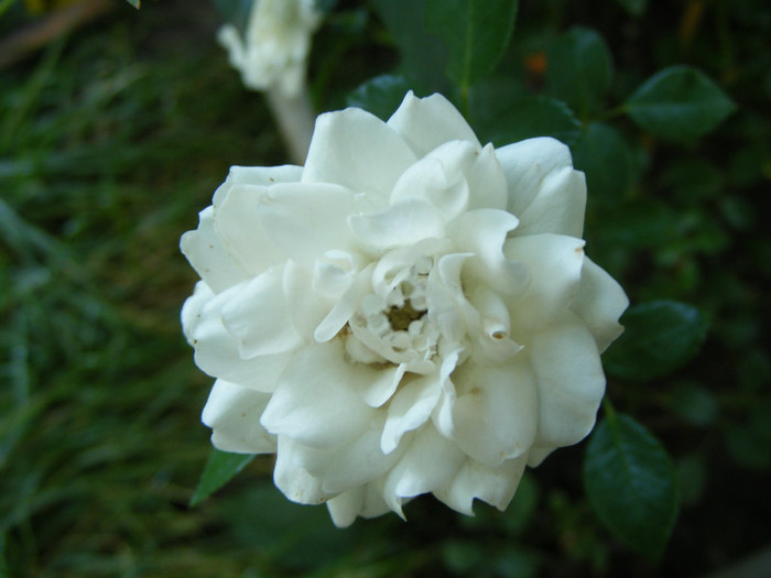 White Fairy