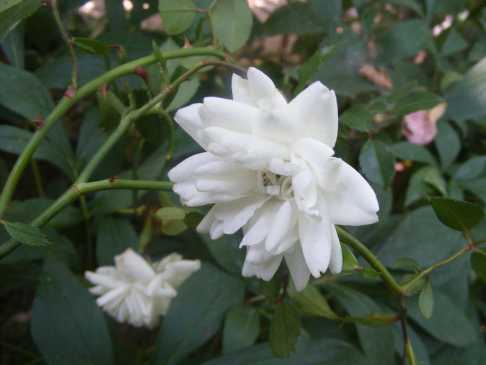 White Fairy