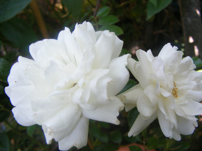 White Fairy