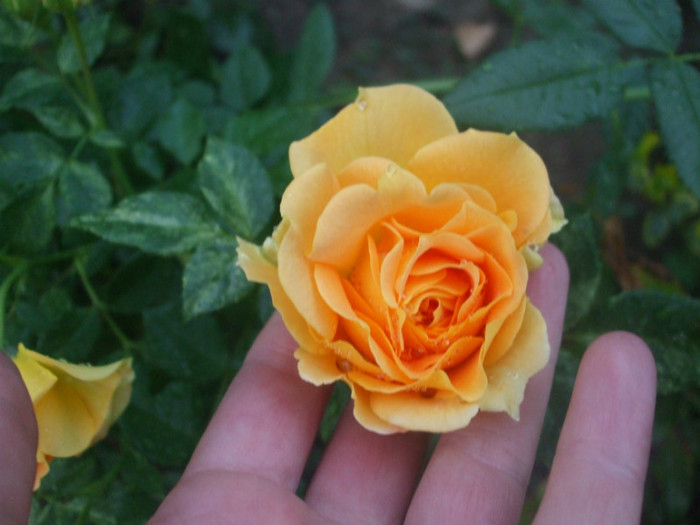 Goldelse